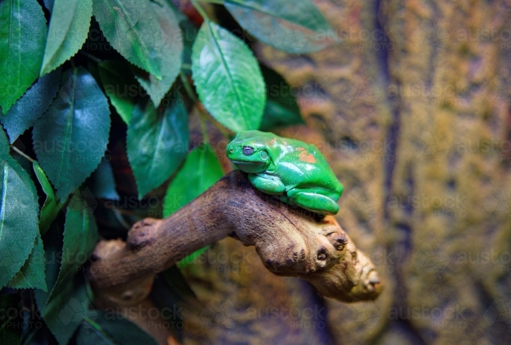 Green Tree Frog, Litoria caerulea, adult sitting on a branch - Australian Stock Image