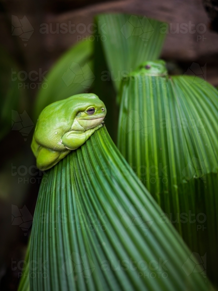 Green tree frog on leaf - Australian Stock Image