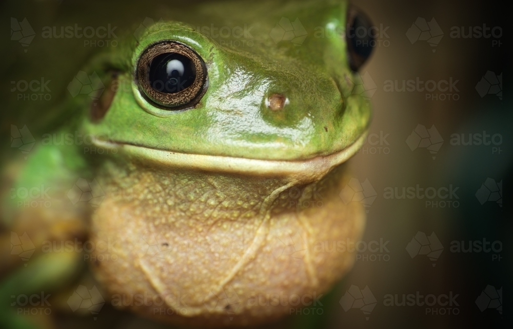 Green tree frog singing - Australian Stock Image