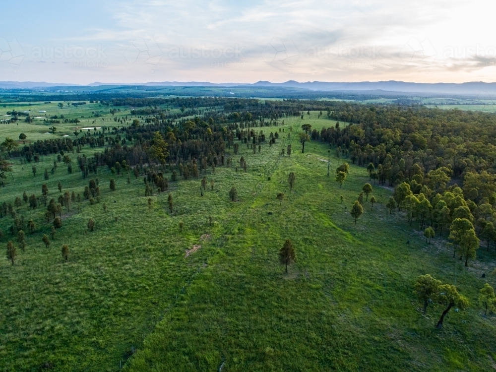 Green trees and grass in farm paddock - Australian Stock Image