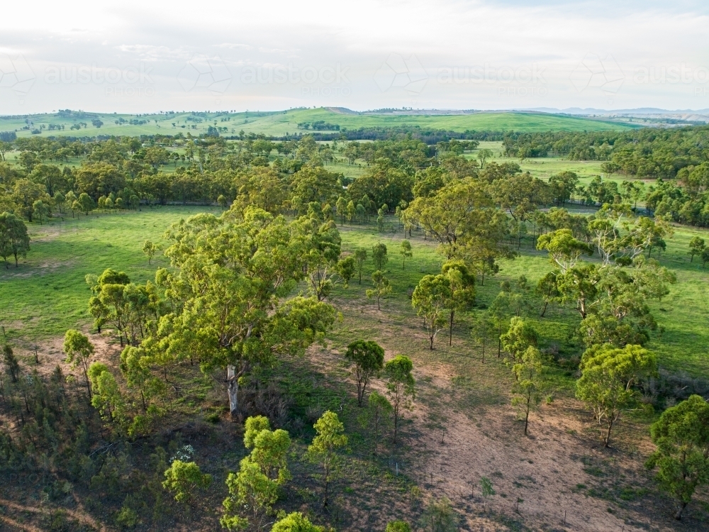 Green trees and grass in farm paddock - Australian Stock Image