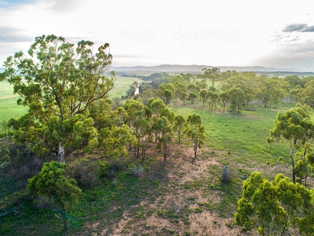 Green trees and grass in farm paddock - Australian Stock Image