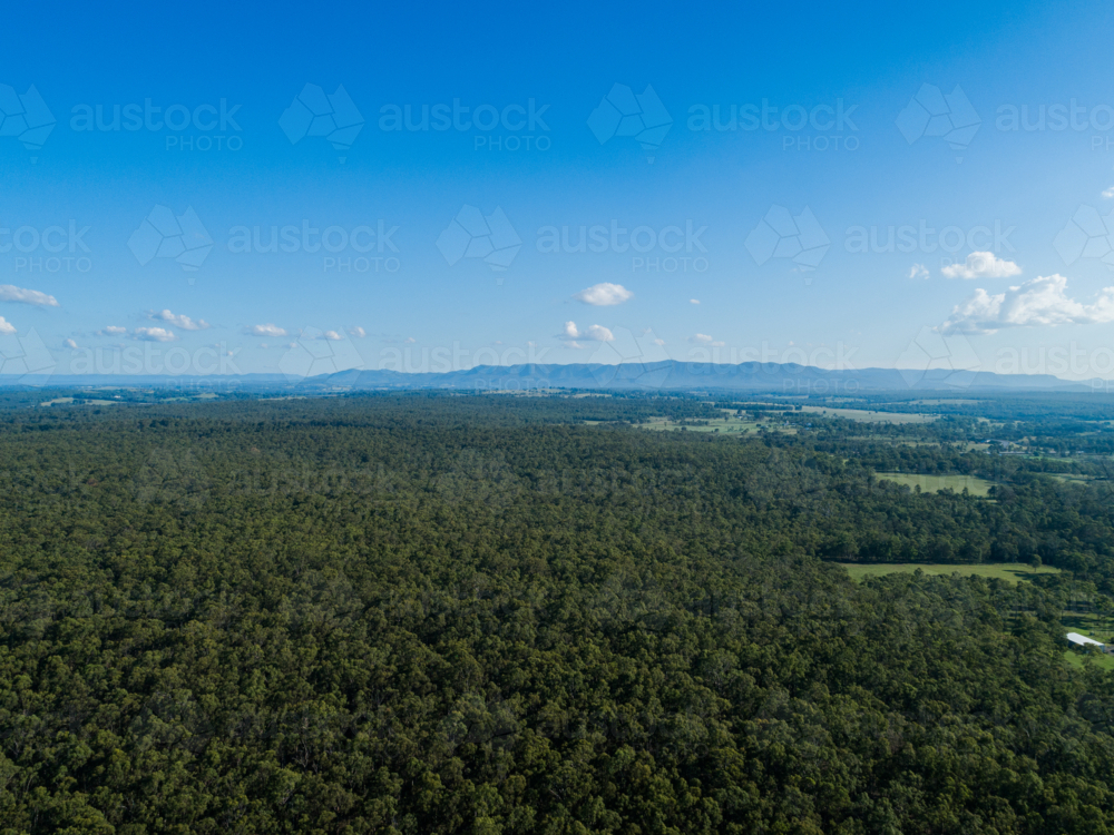 green treetops of Belford National Park forest in Hunter Valley seen from aerial view - Australian Stock Image