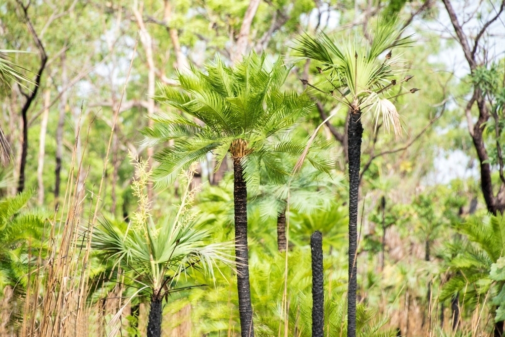 Green tropical palm trees in Northern Territory. - Australian Stock Image