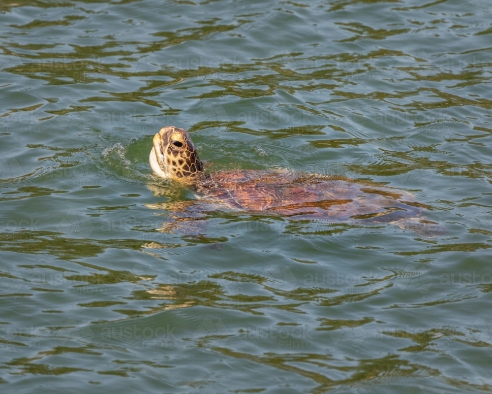 Green Turtle (Chelonia mydas) coming up for a breath of air; listed as "Vulnerable" in NSW - Australian Stock Image