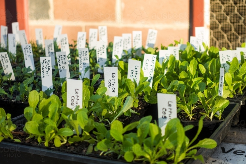 Green vegetable seedlings with name tag in back yard. - Australian Stock Image