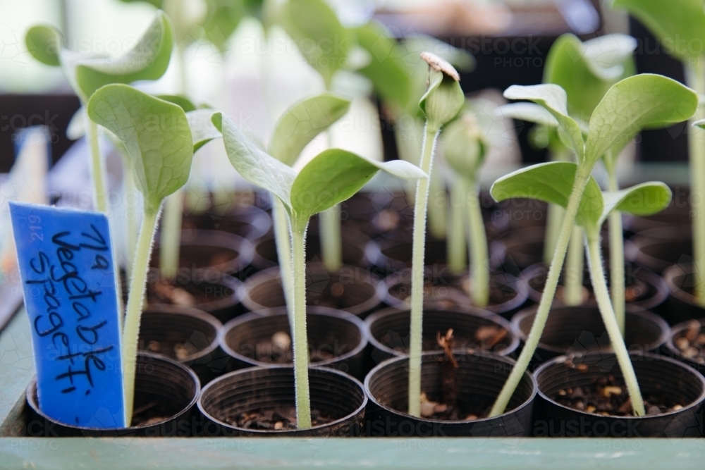 Green vegetable spaghetti seedlings sprouting from small plant pots - Australian Stock Image