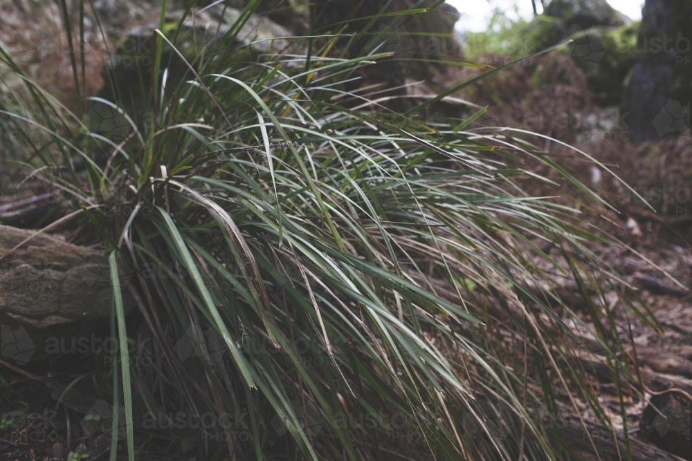 Green vegetation in bushland - Australian Stock Image