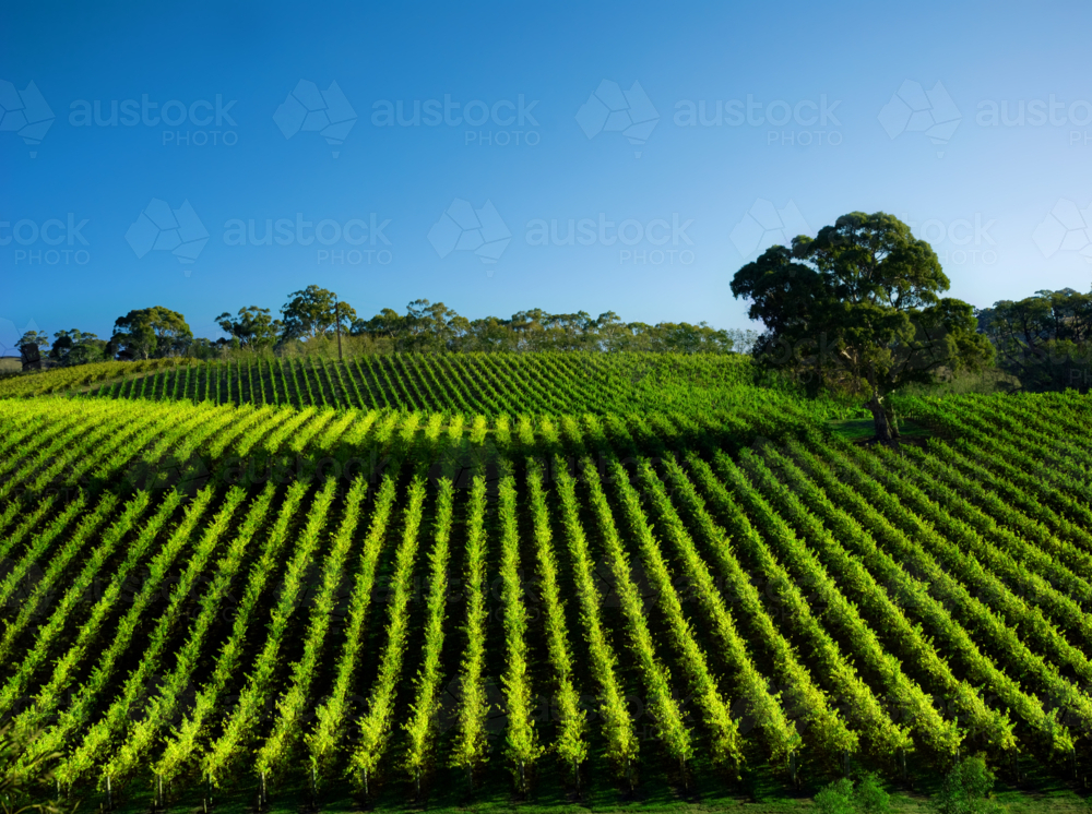 green vineyard rows stretching across rolling hills under a clear blue sky - Australian Stock Image