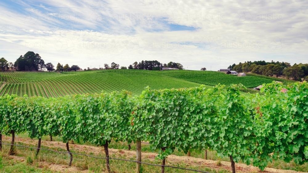 Green vineyards in summer, Adelaide Hills - Australian Stock Image