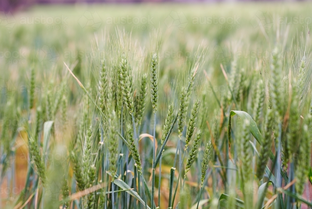 Green wheat crop closeup - Australian Stock Image