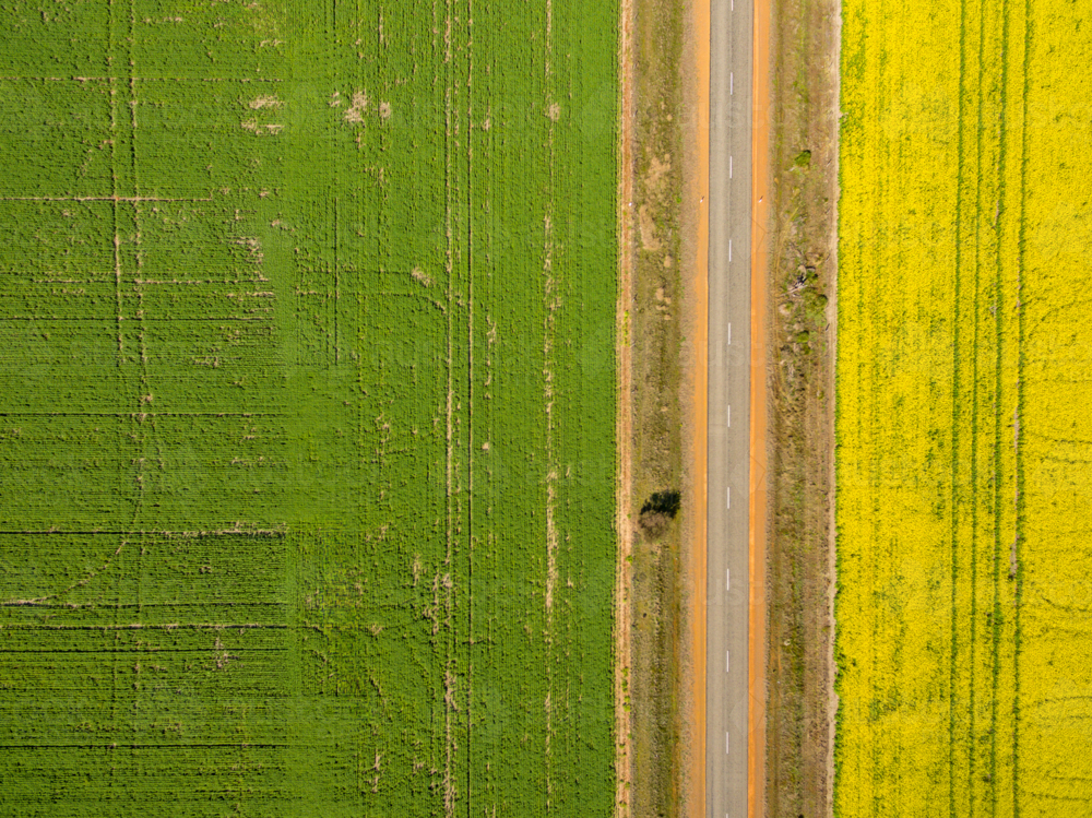 Green Wheat Field And Yellow Canola Field Separated By Farm Road - Australian Stock Image