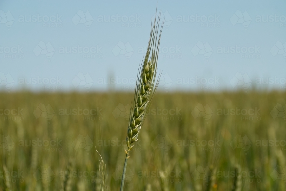 Green Wheat Head Above Crop Of Wheat - Australian Stock Image