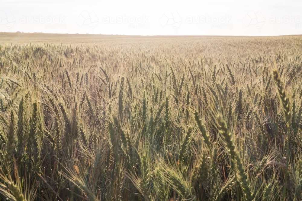 Green wheat plants in head with evening sunlight flare - Australian Stock Image