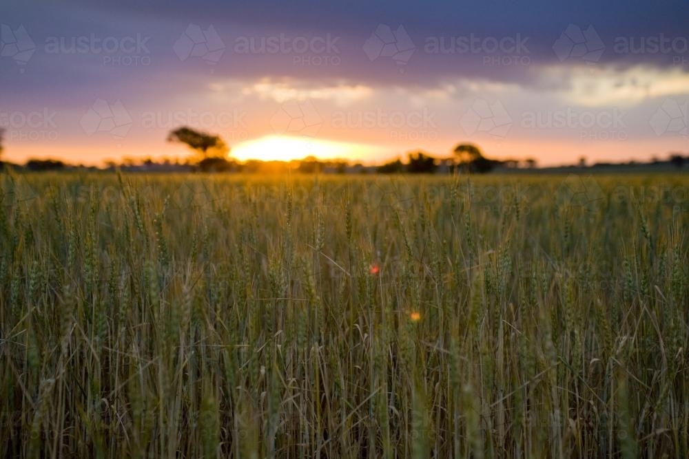 Green wheat stalks in the field with sun setting and dark clouds above - Australian Stock Image