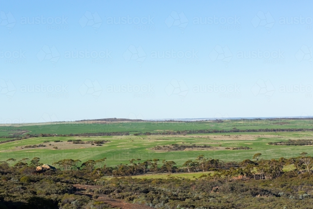 green wheatbelt landscape with blue sky and trees - Australian Stock Image