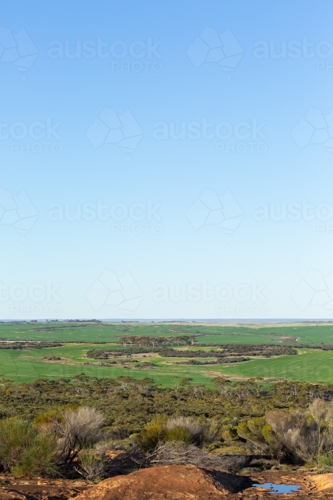 green wheatbelt landscape with blue sky - Australian Stock Image