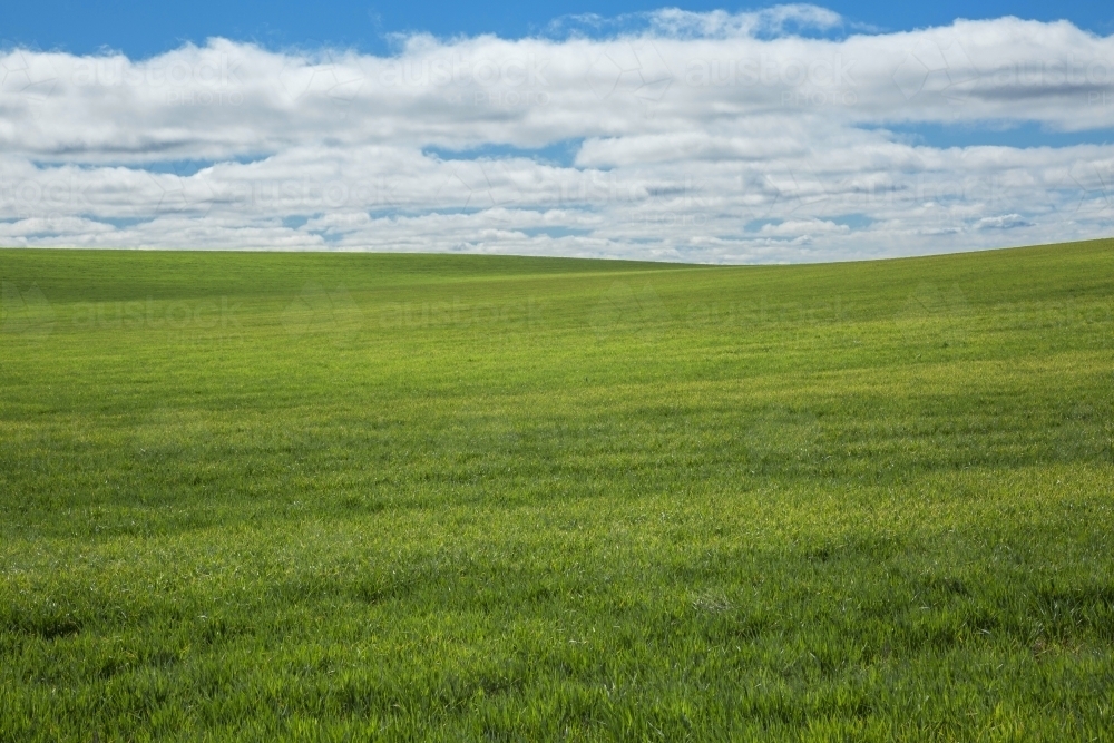 Green wheatfield with blue sky and cloud pattern - Australian Stock Image