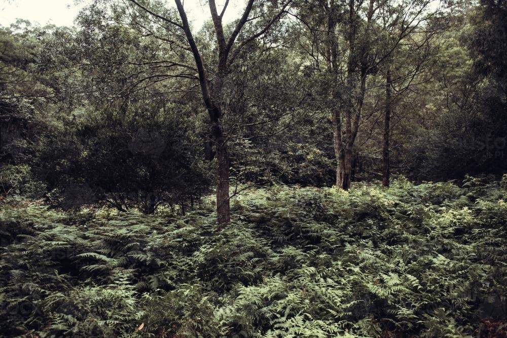 Greenery of the bush - Australian Stock Image