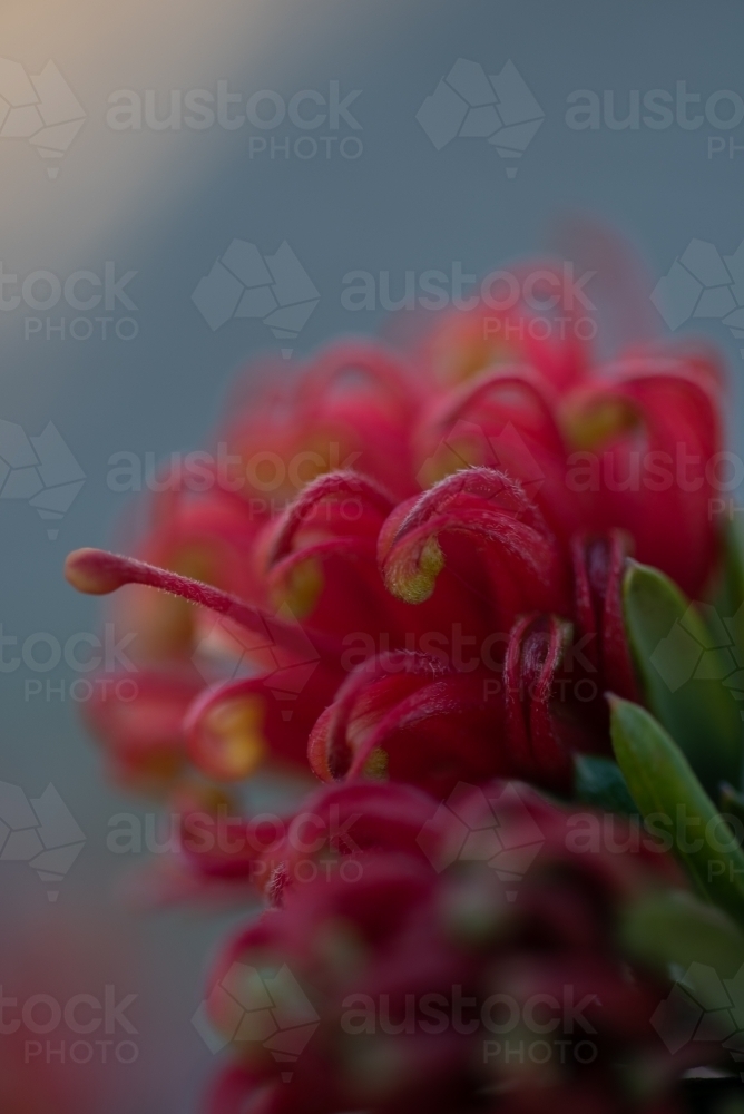 Grevillea - Australian Stock Image