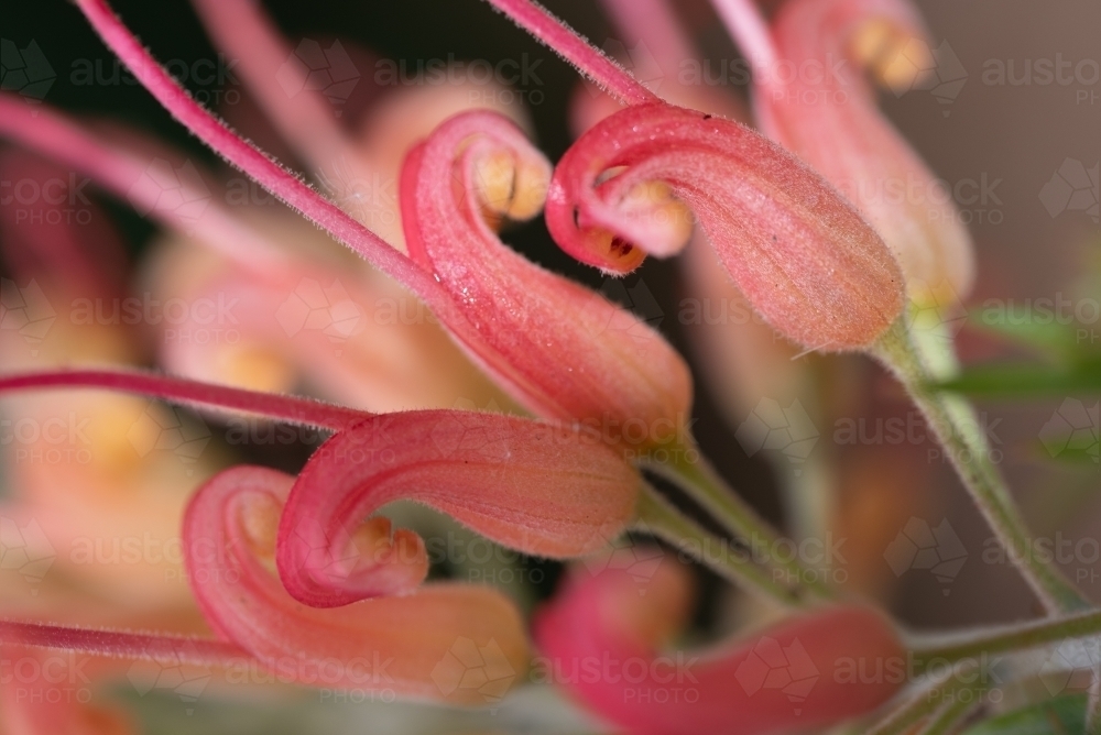 Grevillea - Australian Stock Image