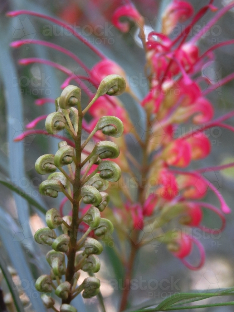 Grevillea bud spike with open flower in the background - Australian Stock Image