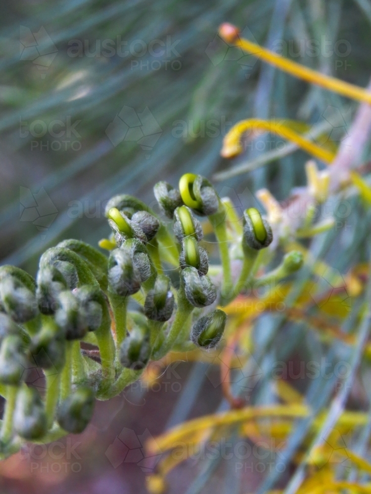 Grevillea buds about to open, flower remnants in the background - Australian Stock Image
