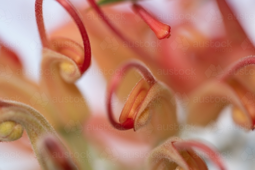 Grevillea close up - Australian Stock Image