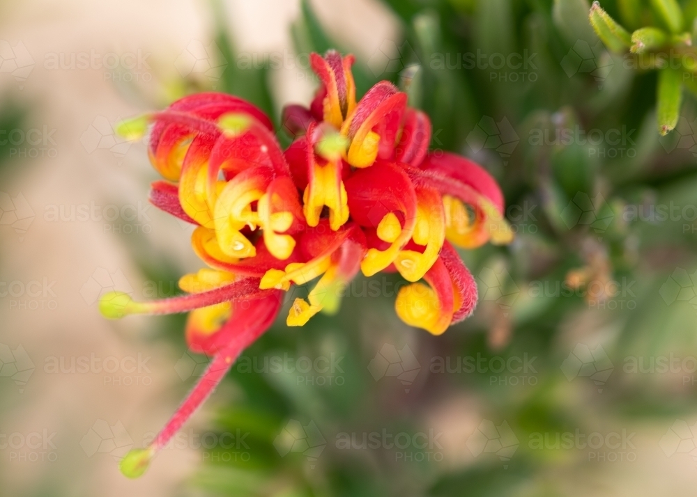 Grevillea close up - Australian Stock Image