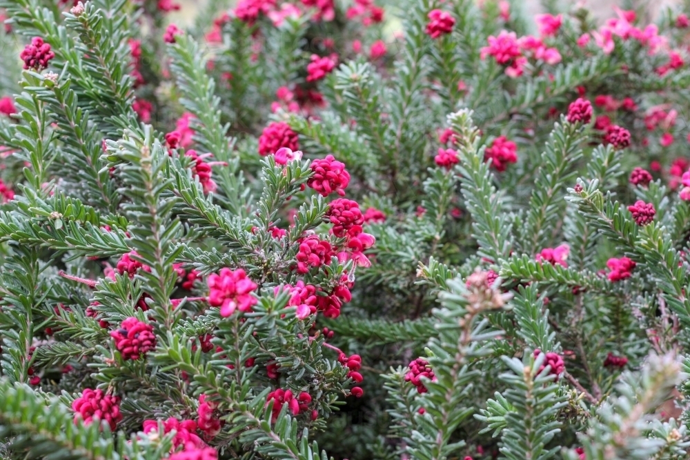 grevillea ground cover with pink flower - Australian Stock Image