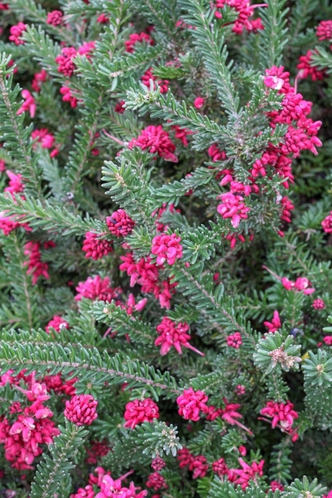Grevillea lanigera in flower - Australian Stock Image
