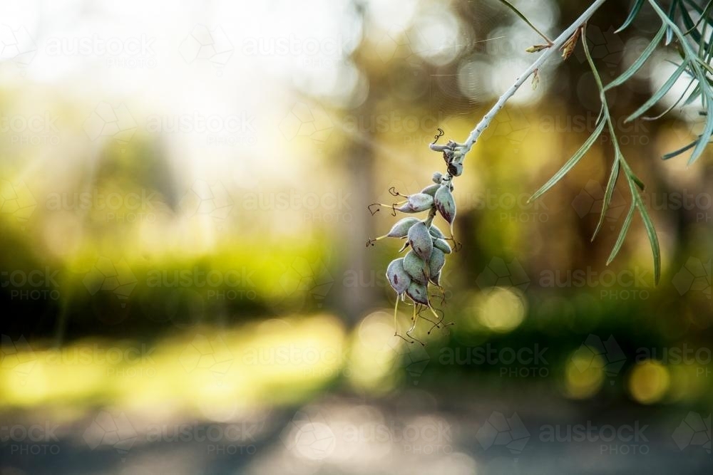 Grevillea seed pods on a branch in the morning light - Australian Stock Image