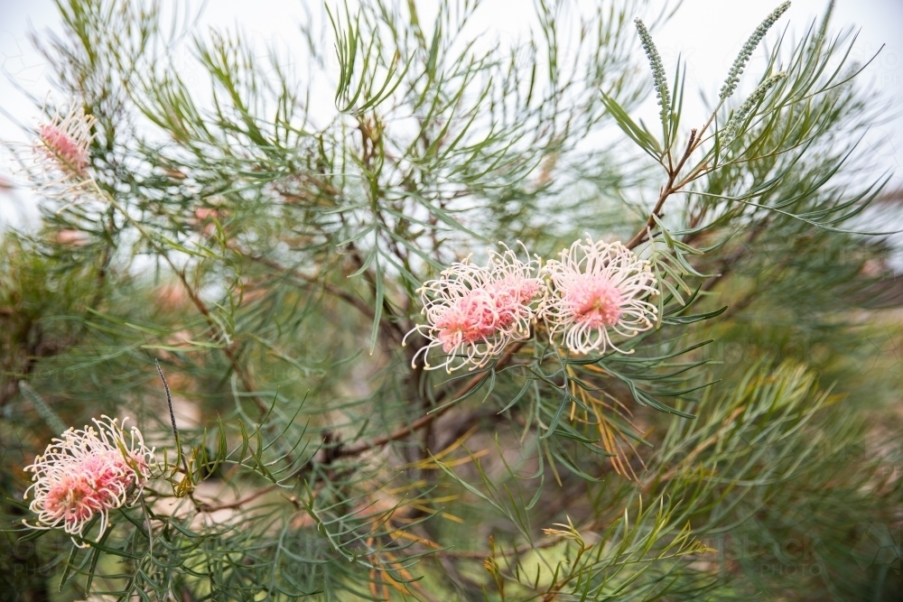 grevillea tree in bloom with pink and yellow flowers - Australian Stock Image