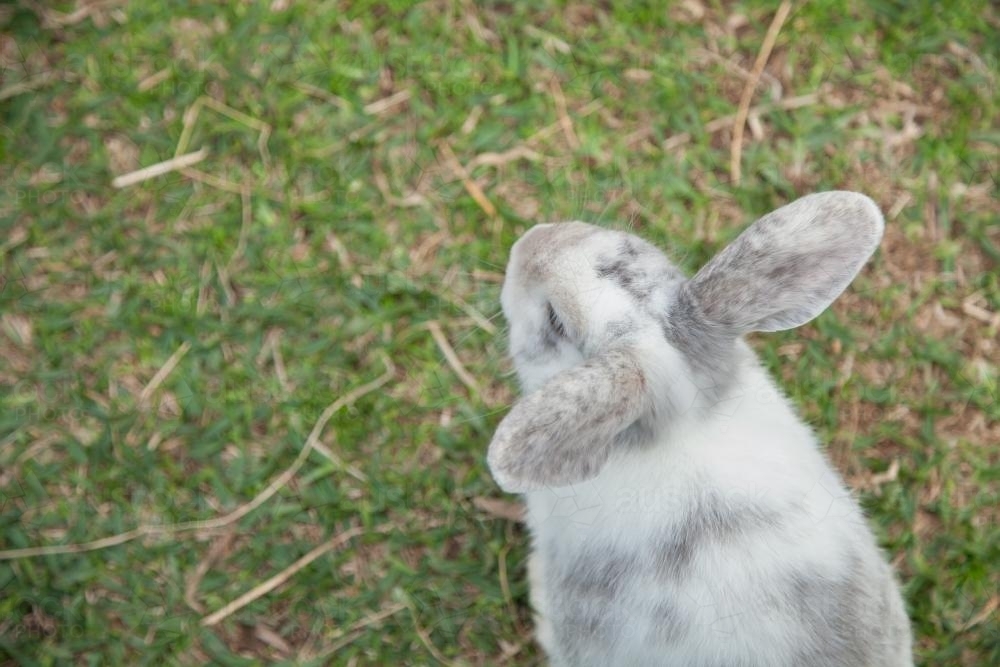 Grey and white pet bunny rabbit on the grass - Australian Stock Image