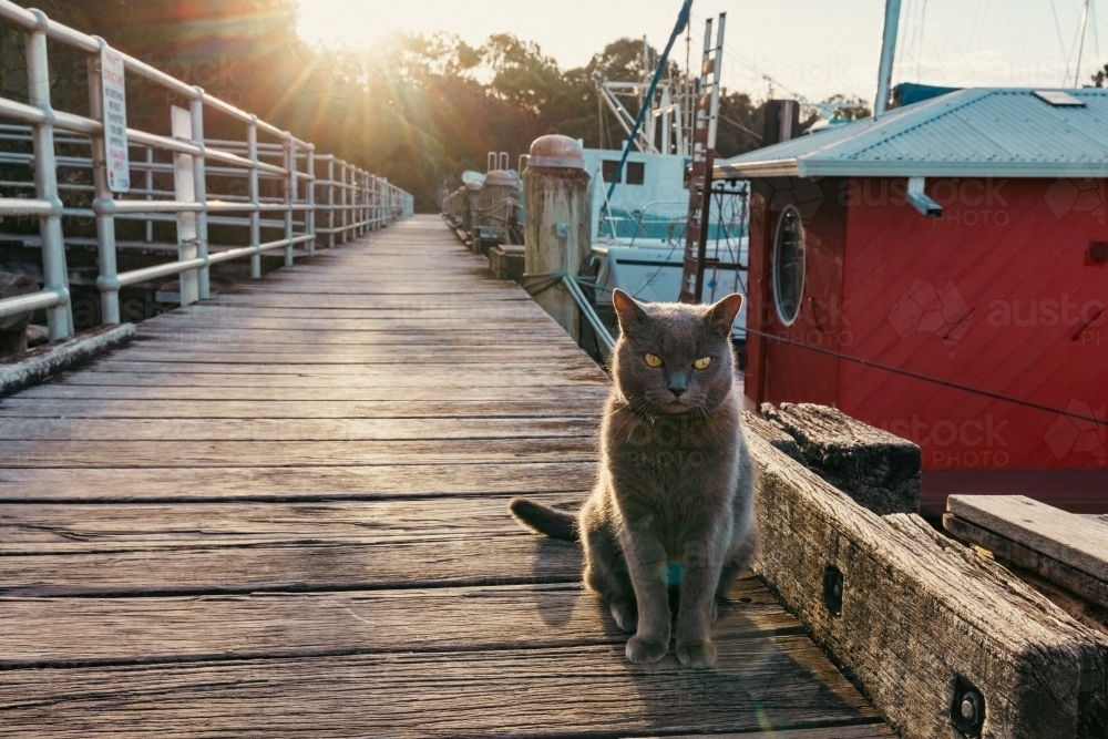 Grey British Shorthair cat sitting on jetty at marina - Australian Stock Image