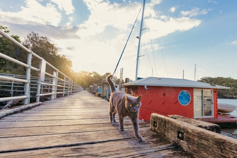 Grey British Shorthair cat walking on jetty at marina - Australian Stock Image