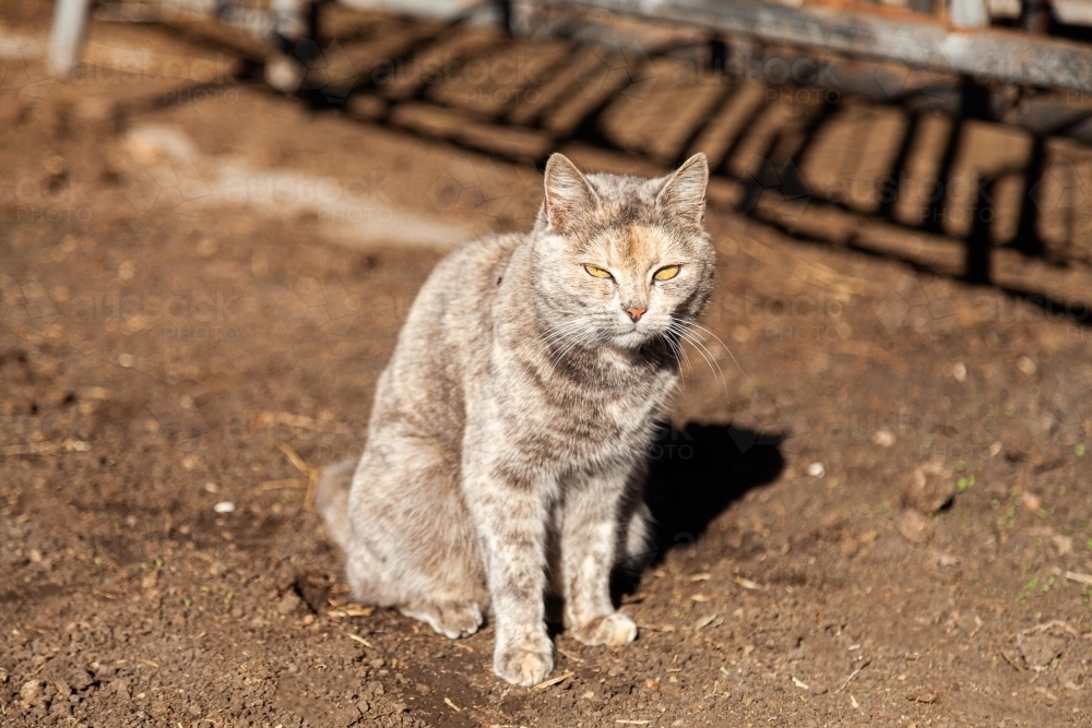 Grey cat resting in winter sun on farm - Australian Stock Image
