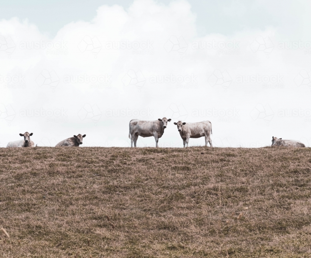grey cows  looking at you on the crest of a summer grass hill - Australian Stock Image