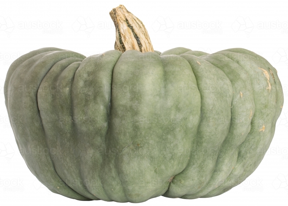 Grey-green pumpkin on white background - Australian Stock Image