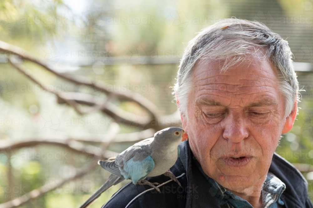 Grey-haired man with princess parrot - Australian Stock Image