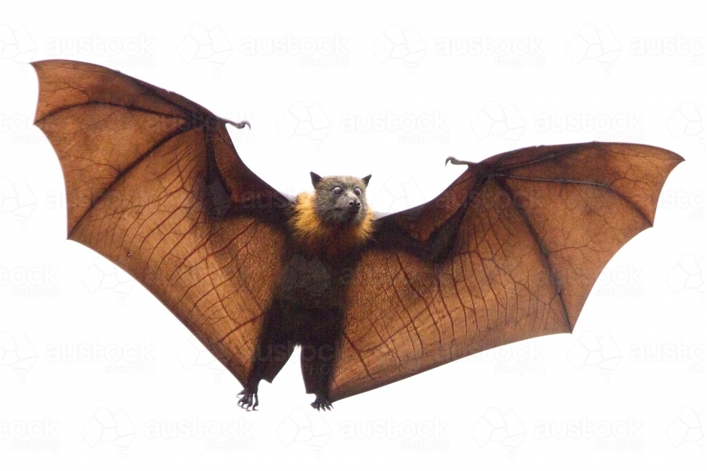 Grey Headed Flying Fox - Australian Stock Image