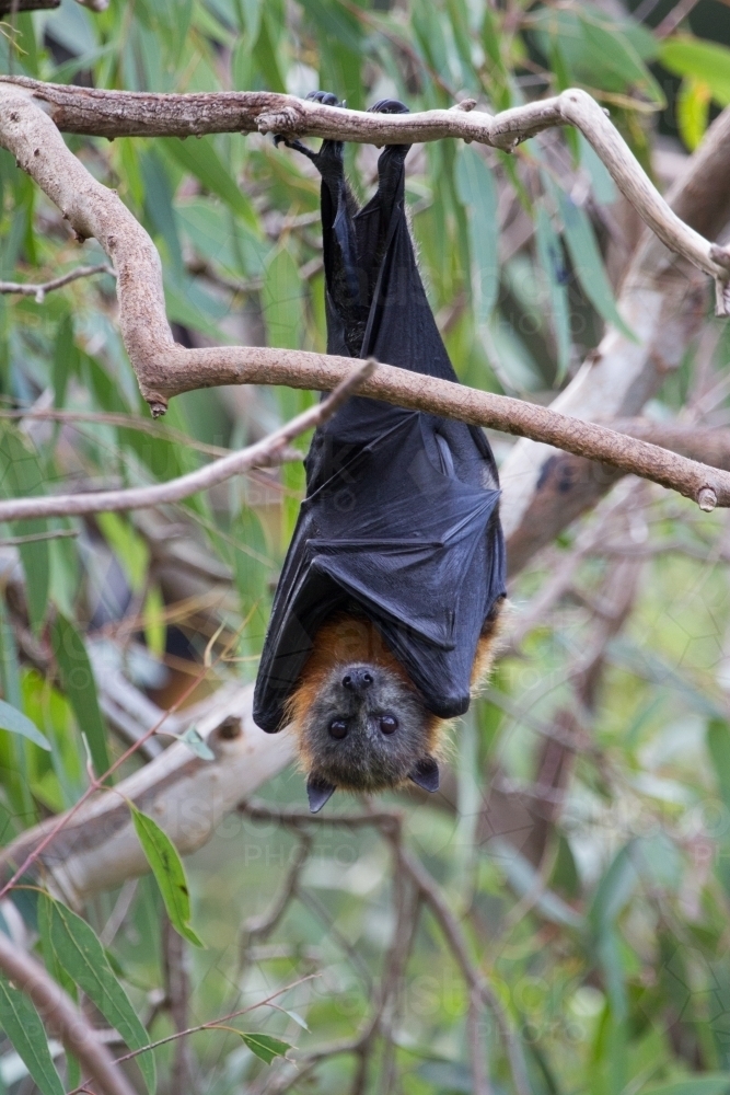 Grey Headed Flying Fox - Australian Stock Image