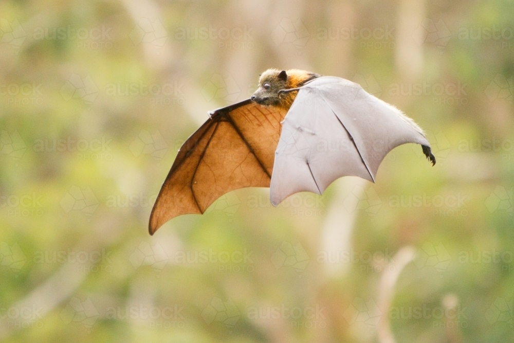 Grey Headed Flying Fox in Flight - Australian Stock Image
