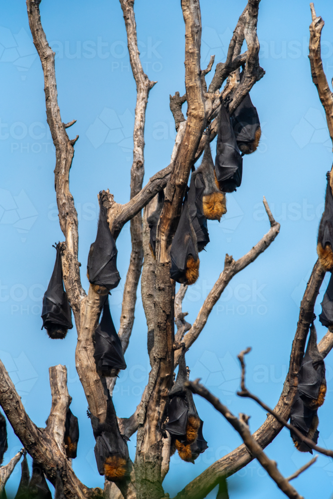 Grey Headed Flying Foxes roosting in a bare tree - Australian Stock Image