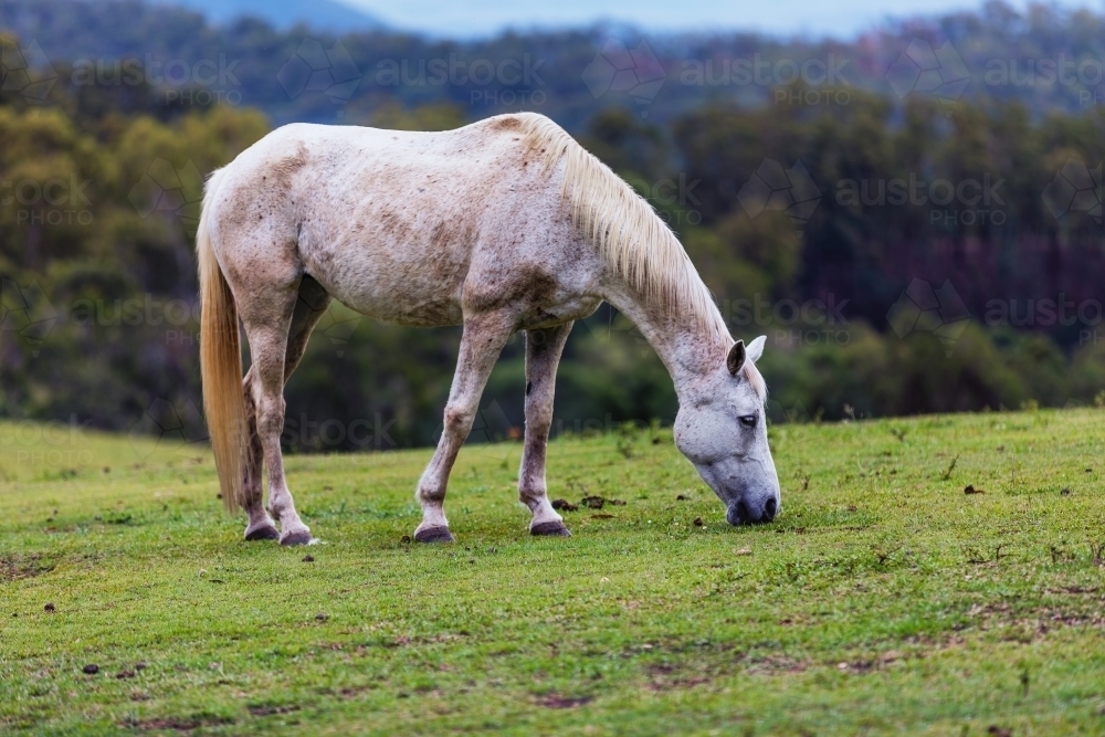 Grey horse in green paddock - Australian Stock Image