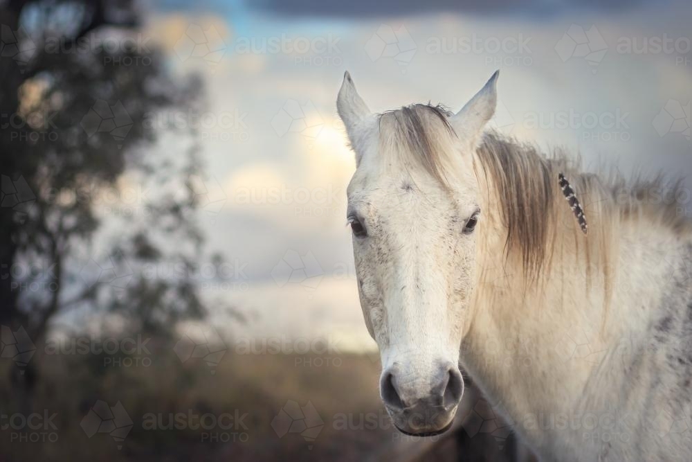 Grey horse with a feather in its mane looking at the camera - Australian Stock Image