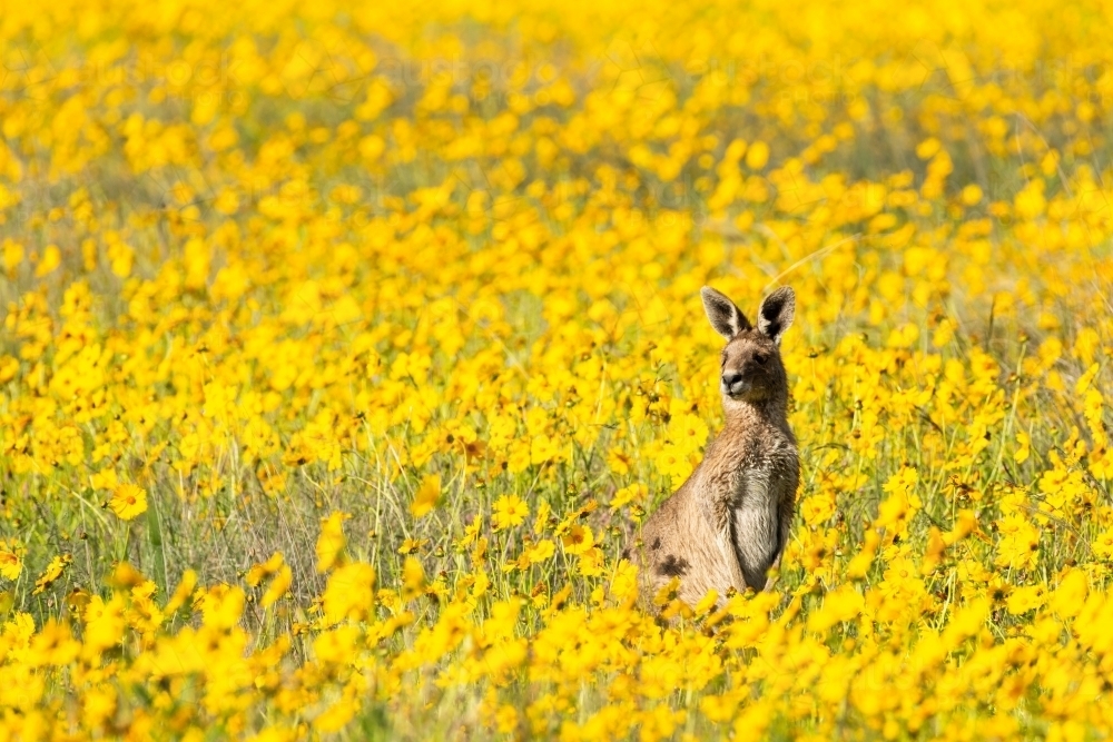 Grey Kangaroo in amongst a field of yellow flowers - Australian Stock Image