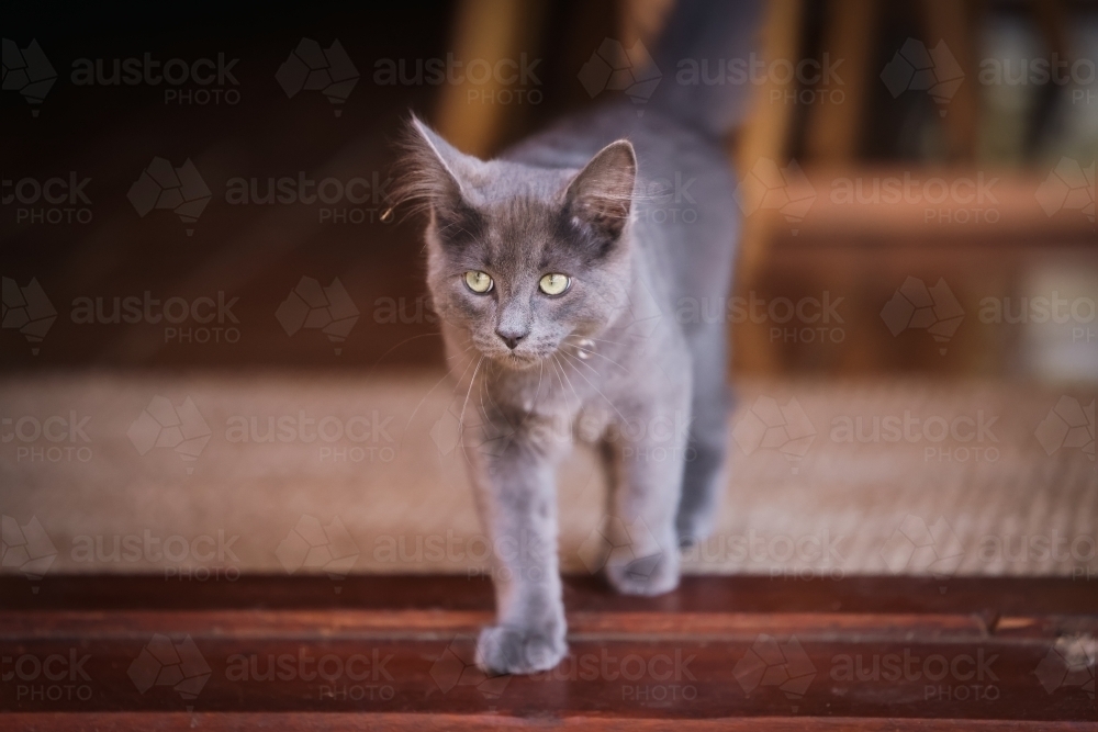grey kitten with green eyes walking at home - Australian Stock Image