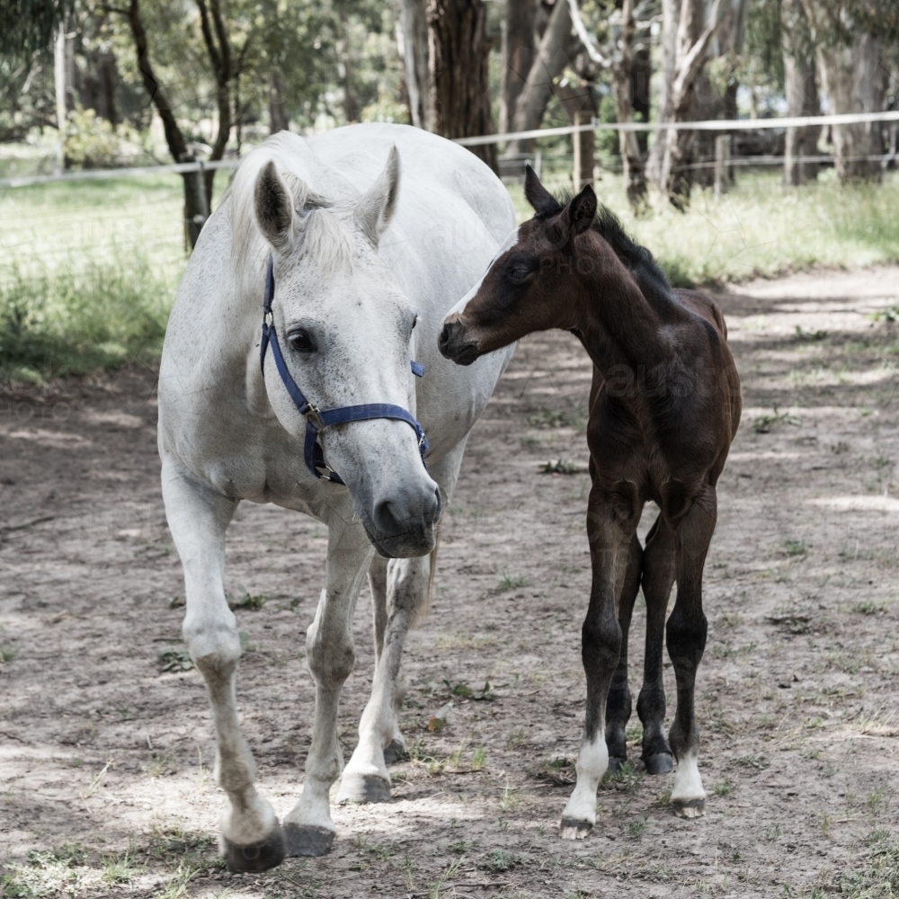 Grey mare and dark brown foal walking together - Australian Stock Image
