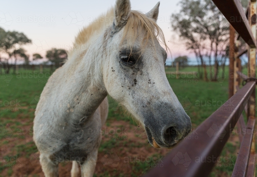 Grey pony looking through the yard rails - Australian Stock Image